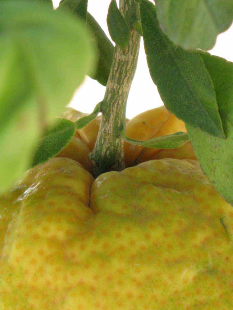            Fruit (Riverside, CA)   